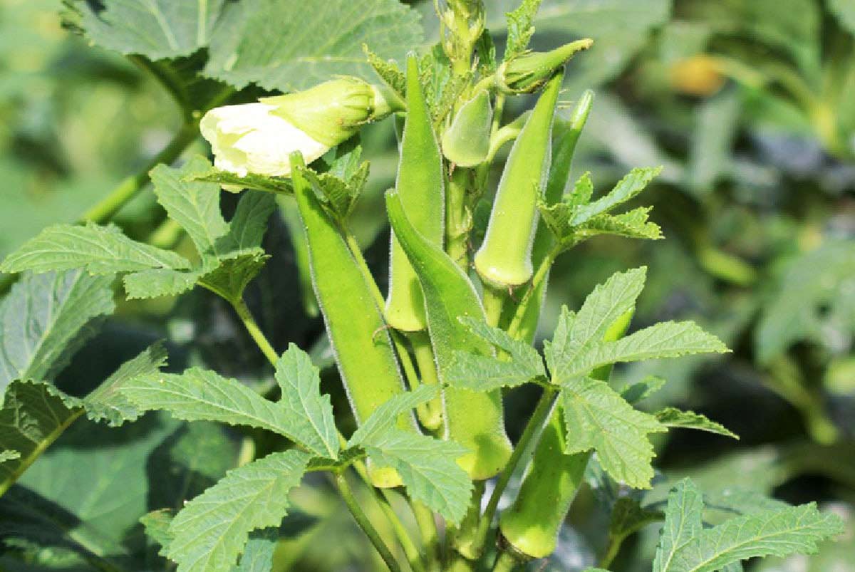 Tìm hiểu cây đậu bắp trồng mùa nào là đúng