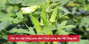 Cây đậu bắp trồng mùa nào? Cách trồng đậu bắp bằng hạt