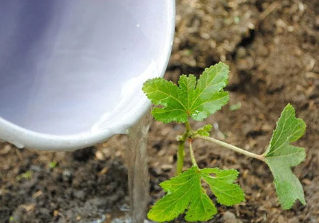 Cách chăm sóc cho cây đậu bắp khi trồng