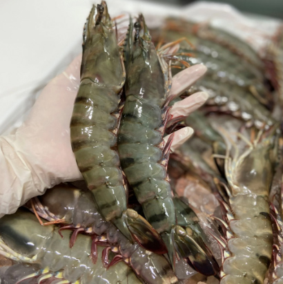 Hình ảnh tôm sú