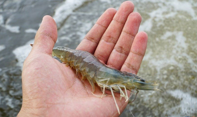 Hình ảnh tôm thẻ