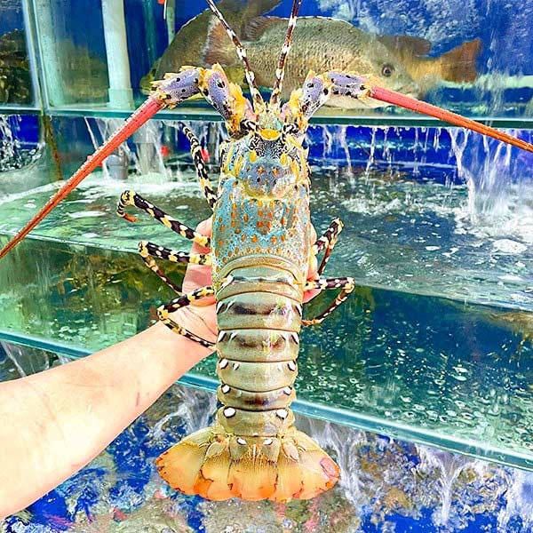 Hình ảnh tôm hùm