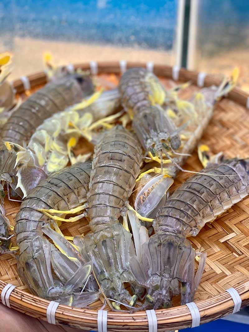 Hình ảnh tôm tít