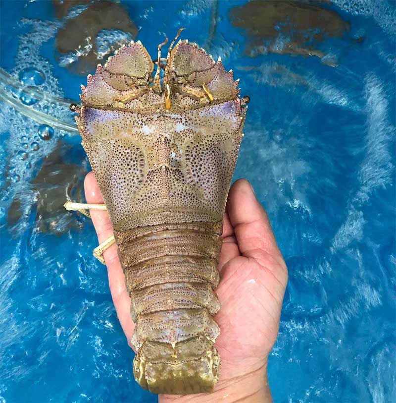 Hình ảnh tôm mũ ni