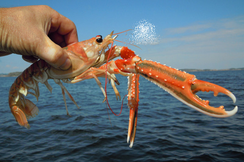 Hình ảnh tôm càng biển