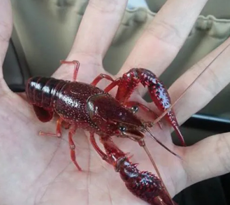 Hình ảnh tôm hùm đất