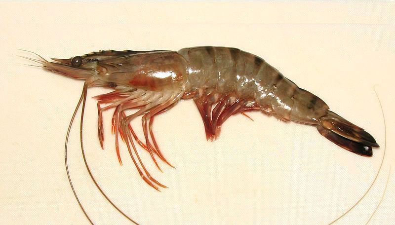 Hình ảnh tôm đất