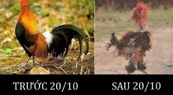 Ảnh chế 20/10