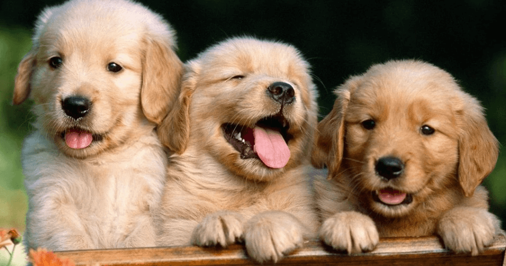 Hình nền máy tính 4K cute 7