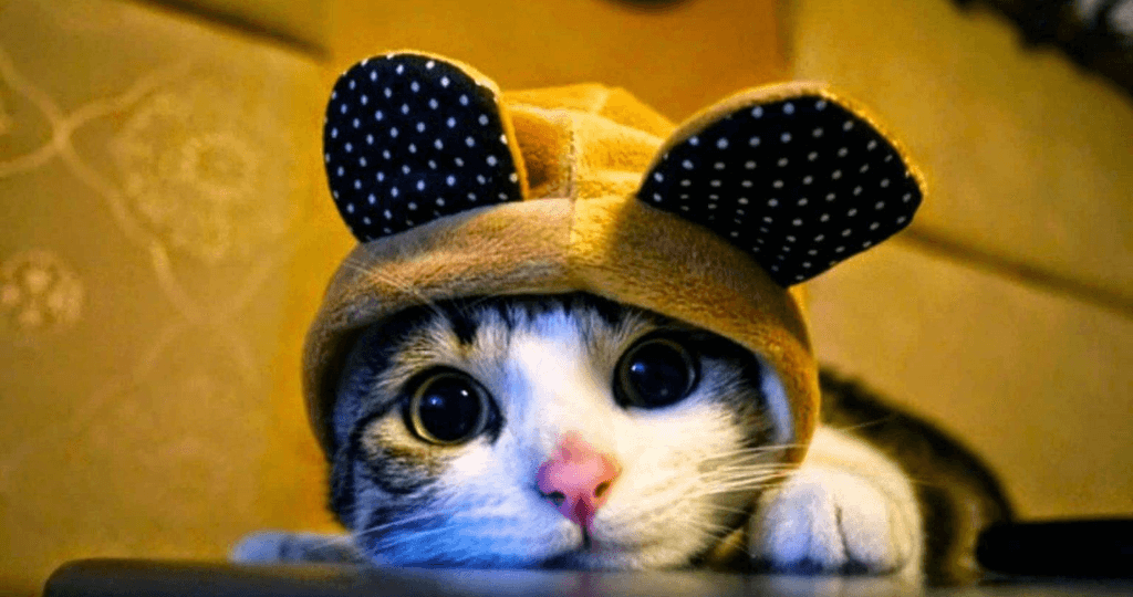 Hình nền máy tính 4K cute 11