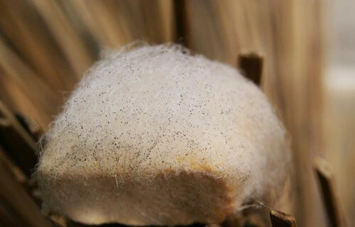 Tìm hiểu đậu phụ mọc lông là gì