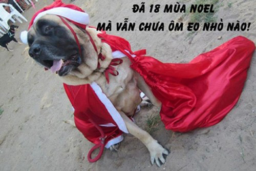 Ảnh Noel bựa