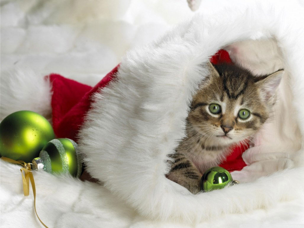 Hình ảnh Giáng Sinh cute