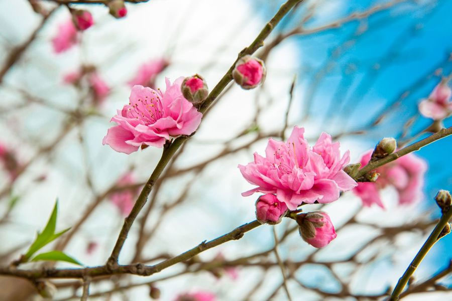 Thời tiết Tết Nguyên Đán Giáp Thìn 2024