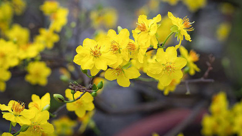 Hoa mai đại diện cho sự may mắn, thịnh vượng