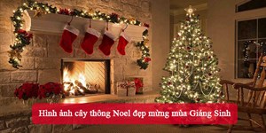 Hình ảnh cây thông Noel đẹp mừng mùa Giáng Sinh