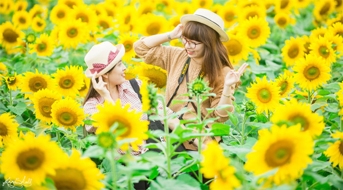 Cánh đồng hoa hướng dương (Nghệ An)