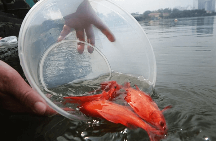 Ý nghĩa của việc phóng sinh cá chép