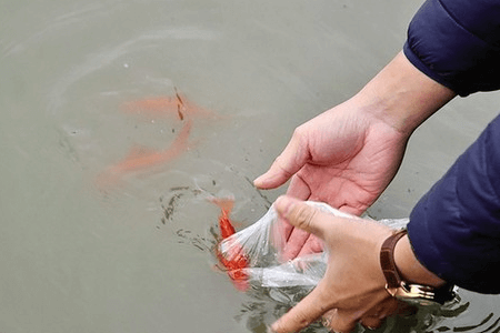 Cách phóng sinh cá chép đúng phong tục