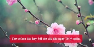 Thơ về hoa đào hay, bài thơ cây đào ngày Tết ý nghĩa