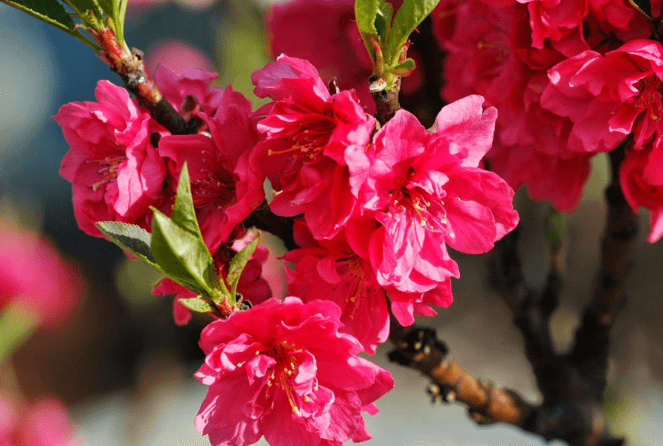 Cách chọn cành đào đẹp