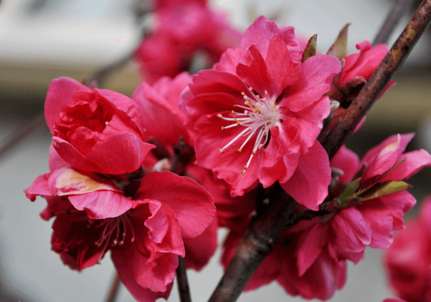 Hình ảnh hoa đào nở rực rỡ