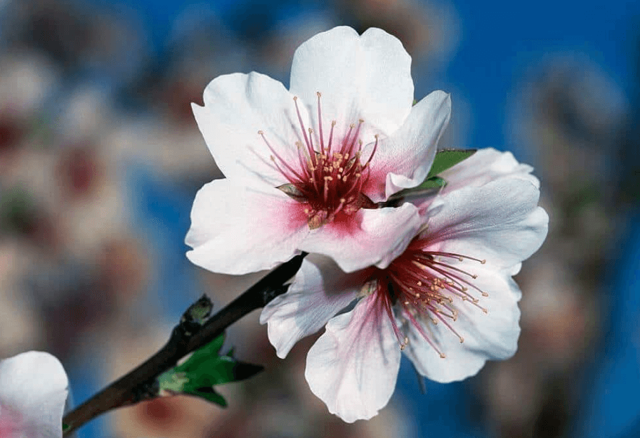 Hình ảnh hoa đào phai nhẹ nhàng, đẹp tinh khôi