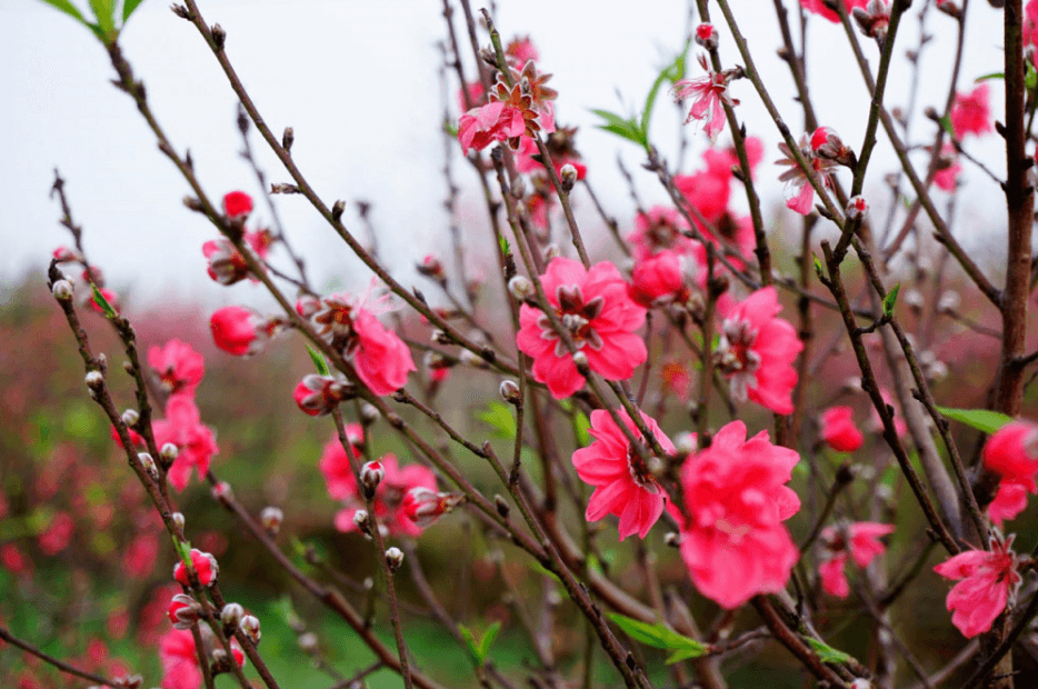 Hình ảnh cây hoa đào trong ngày Tết