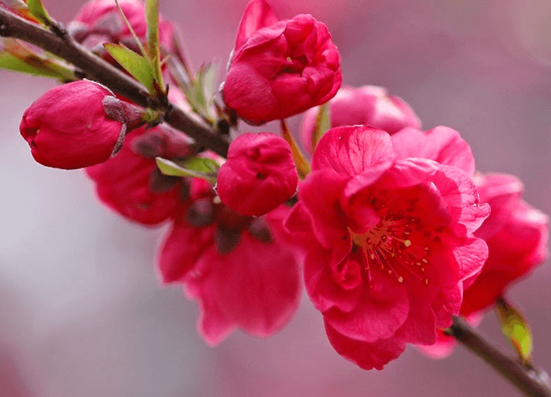 Ý nghĩa hoa đào ngày Tết