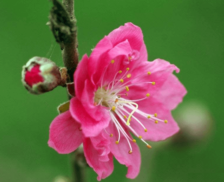 Hình ảnh hoa đào nở siêu đẹp