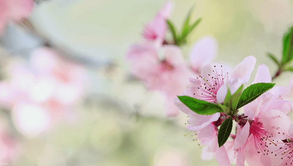 Hình ảnh hoa đào phai đẹp nao lòng