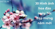 30 Hình ảnh hoa đào ngày Tết đẹp mừng năm mới