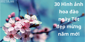 30 Hình ảnh hoa đào ngày Tết đẹp mừng năm mới