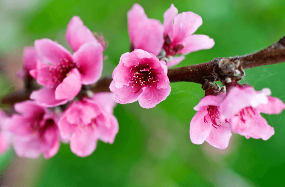 Hình ảnh hoa đào rừng khoe sắc