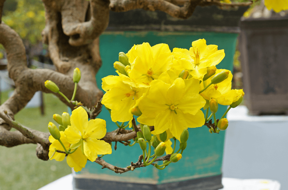 Hình ảnh cây hoa mai vàng khoe sắc ngày Tết