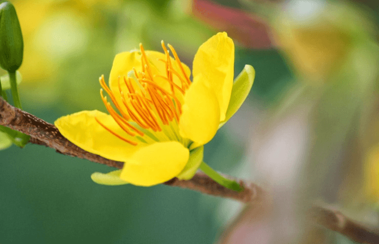 Hình ảnh hoa mai vàng khoe sắc ngày Tết