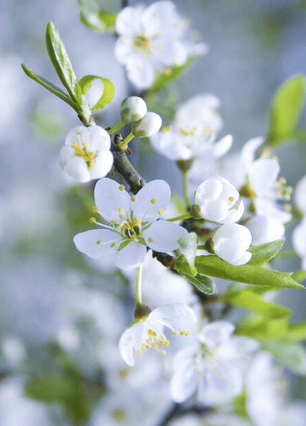 Hình ảnh hoa mai trắng làm hình nền cho điện thoại