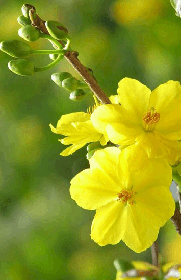 Hình bông hoa mai vàng làm hình nền cho điện thoại