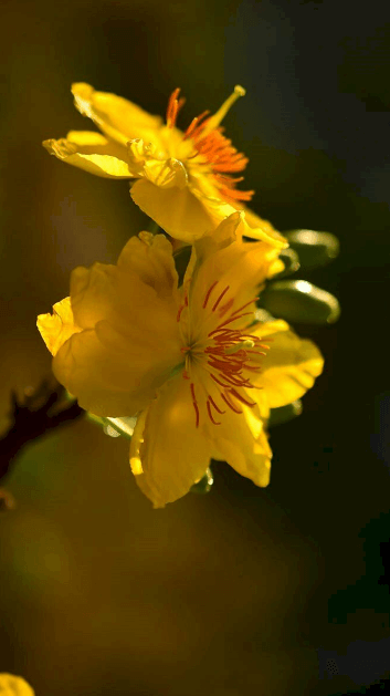 Hình bông hoa mai vàng làm hình nền cho điện thoại