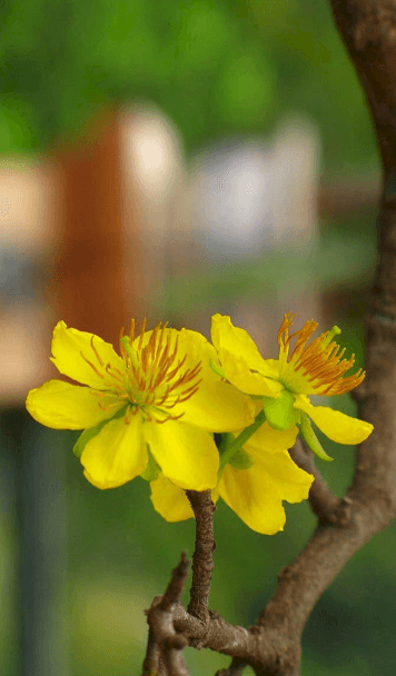 Hình hoa mai vàng cho điện thoại rực rỡ