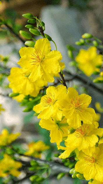 Hình nền hoa mai vàng cho điện thoại được nhiều người yêu thích