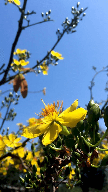 Hình ảnh hoa mai vàng khoe sắc làm hình nền cho điện thoại