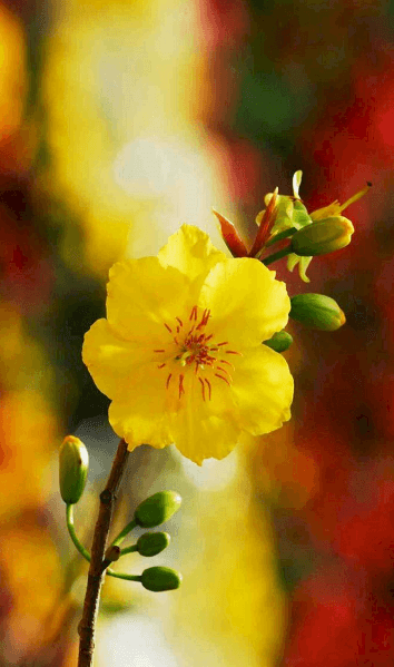 Hình nền hoa mai cho điện thoại đẹp