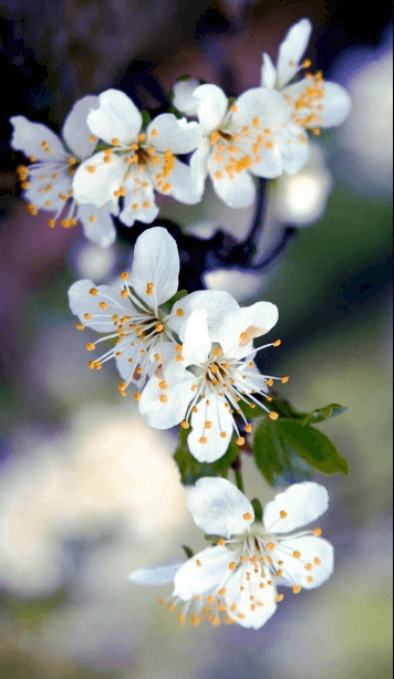 Hình ảnh hoa mai trắng làm hình nền cho điện thoại