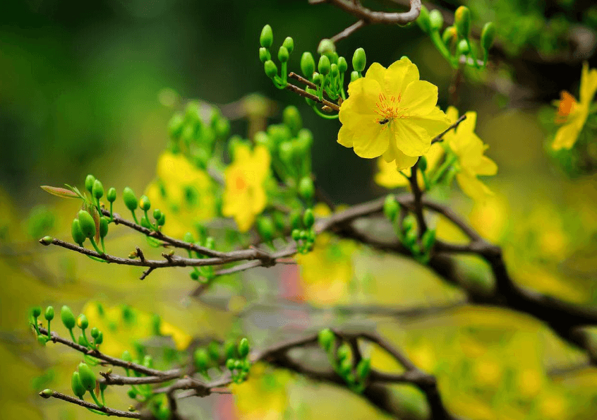 Hình ảnh cây hoa mai vàng đẹp khi Tết đến, Xuân về