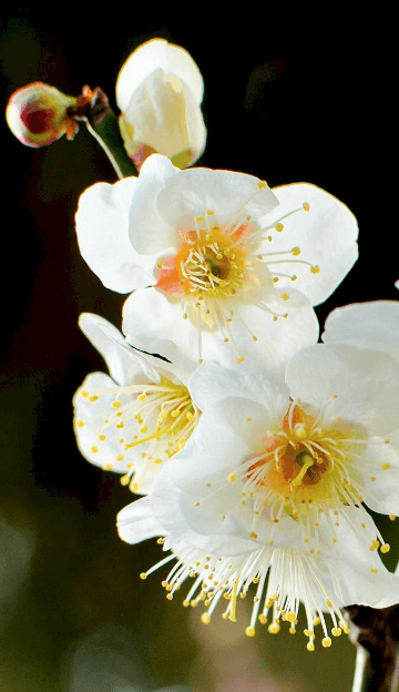 Hình nền hoa mai trắng cho điện thoại