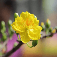 30+ Hình ảnh hoa mai, hình nền cây hoa mai đẹp nhất cho ngày Tết 2024