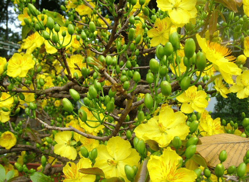 Ý nghĩa hoa mai vàng trong dịp Tết