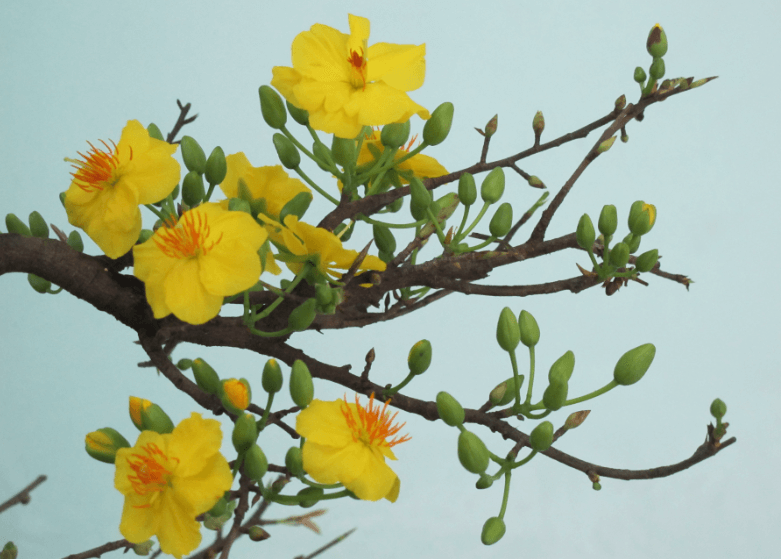 Hình ảnh cành hoa mai đẹp trong ngày Tết