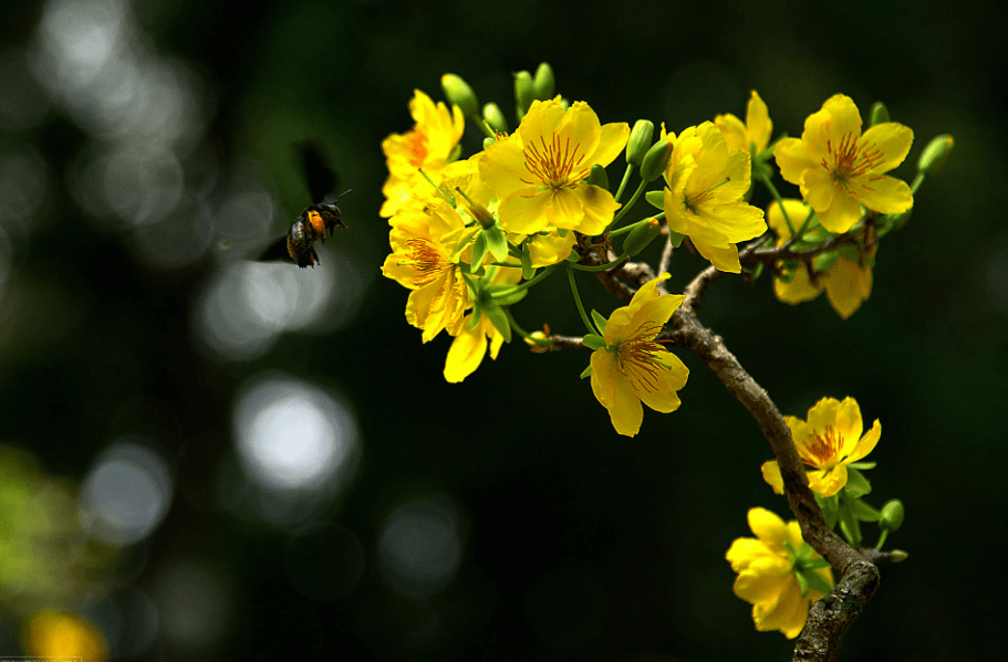 Hình ảnh hoa mai đẹp